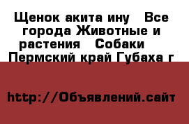 Щенок акита ину - Все города Животные и растения » Собаки   . Пермский край,Губаха г.